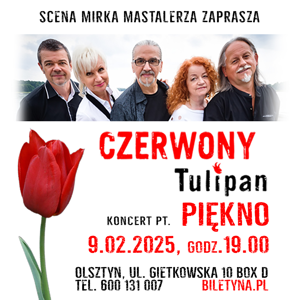 Read more about the article Czerwony Tulipan – Piękno